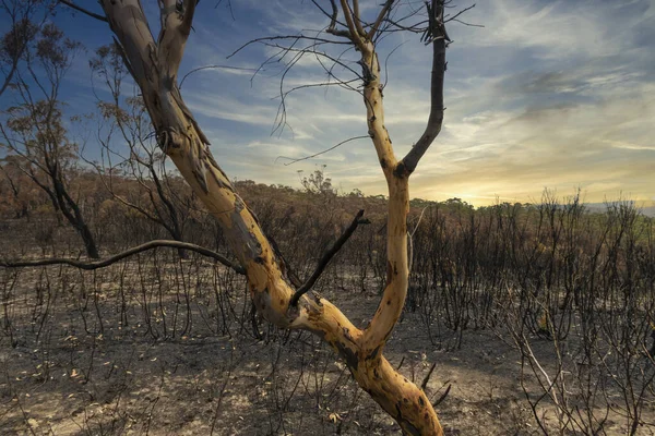 Gum trees burnt by bushfire in The Blue Mountains in regional New South Wales in Australia