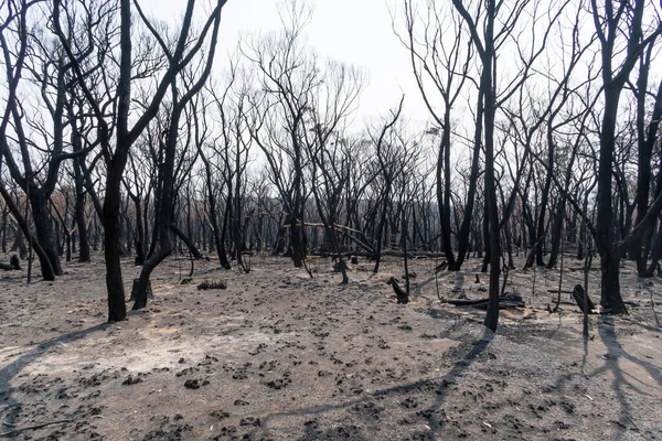 Kauwgom Bomen Verbrand Door Bosbrand Blue Mountains Het Regionale New — Stockfoto