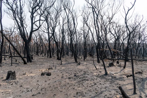 Gum trees burnt by bushfire in The Blue Mountains in regional New South Wales in Australia