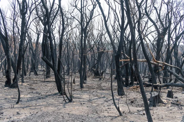 Kauwgom Bomen Verbrand Door Bosbrand Blue Mountains Het Regionale New — Stockfoto