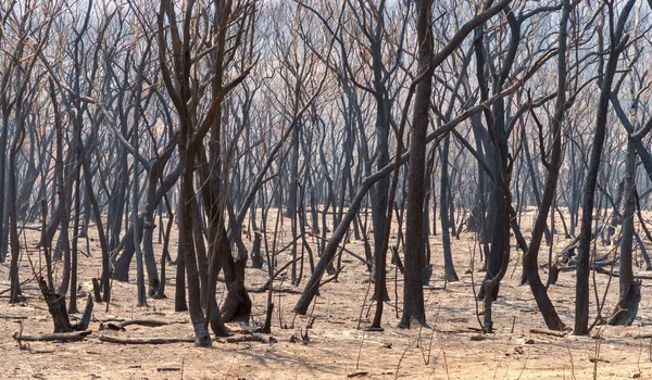 Árboles Goma Quemados Por Incendios Forestales Las Montañas Azules Región — Foto de Stock
