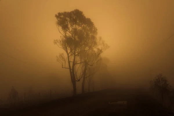 Жвачки Густом Тумане Затронутые Лесными Пожарами Голубых Горах Региональном Новом — стоковое фото