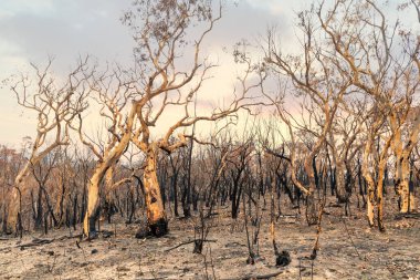 Avustralya 'nın Yeni Güney Galler bölgesindeki Mavi Dağlar' da çalı ateşiyle yanan sakız ağaçları.