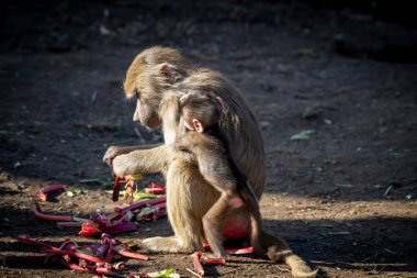 A baby Hamadryas Baboon playing outside with their family unit clipart