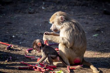 Bir bebek Hamadryas Babun dışarıda aile birlikleriyle oynuyor.