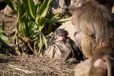 Bir bebek Hamadryas Babun dışarıda aile birlikleriyle oynuyor.