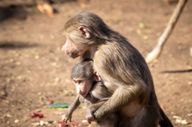 Bir bebek Hamadryas Babun dışarıda aile birlikleriyle oynuyor.