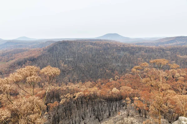 오스트레일리아 뉴사우스웨일스주의 산맥에서 산불로 고무나무들 — 스톡 사진