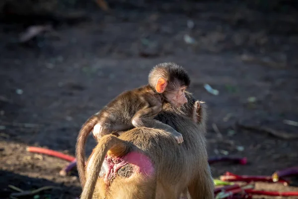 Bebê Hamadryas Babuíno Brincando Fora Com Sua Unidade Familiar — Fotografia de Stock