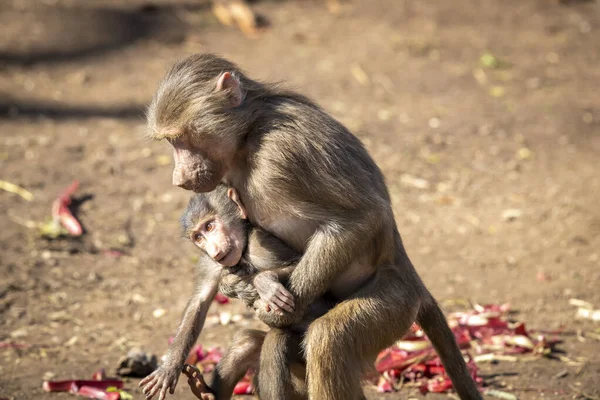 Bir bebek Hamadryas Babun dışarıda aile birlikleriyle oynuyor.