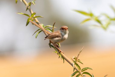 Yeşil bir dalda oturan Süper Peri-Wren.