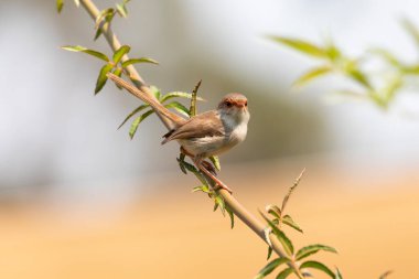 A female Superb Fairy-Wren sitting on a green branch clipart