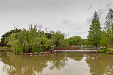 Avustralya 'nın büyük bir bahçesinde büyük bir söğüt ağacı ve kırmızı çiçekler.