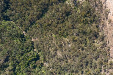 Avustralya 'nın Yeni Güney Galler bölgesindeki Mavi Dağlar' daki orman yangınları sonrasında orman yenilenmesinin havadan görüntüsü