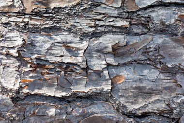 Avustralya 'da güneş ışığında devrilmiş yaşlı bir ağacın kabuğuna yakın.