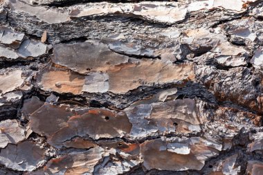 Avustralya 'da güneş ışığında devrilmiş yaşlı bir ağacın kabuğuna yakın.