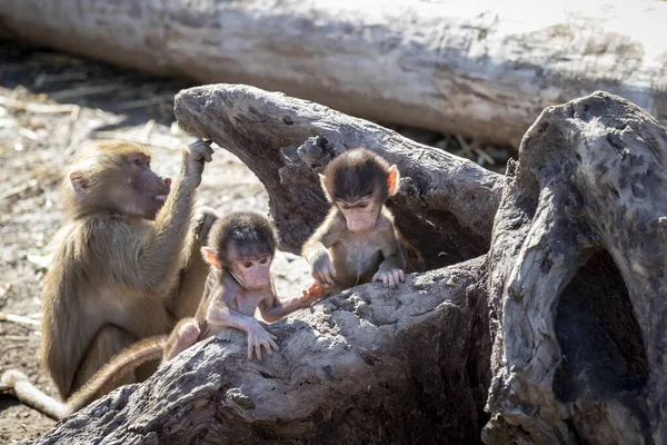 Ένα Μωρό Hamadryas Baboon Παίζει Έξω Την Οικογενειακή Τους Μονάδα — Φωτογραφία Αρχείου
