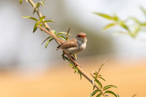 Žena Superb Fairy Wren Sedící Zelené Větvi — Stock fotografie