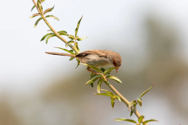 Μια Γυναίκα Θαυμάσια Νεράιδα Wren Κάθεται Ένα Πράσινο Υποκατάστημα — Φωτογραφία Αρχείου