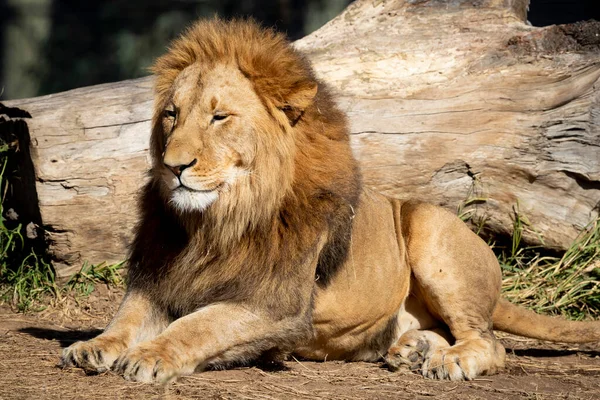 Ένα Αρσενικό Λιοντάρι Χαλαρώνει Στη Λιακάδα — Φωτογραφία Αρχείου