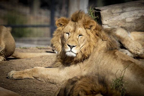 Ένα Αρσενικό Λιοντάρι Χαλαρώνει Στη Λιακάδα — Φωτογραφία Αρχείου