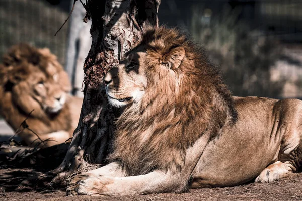 León Macho Relajándose Bajo Sol — Foto de Stock