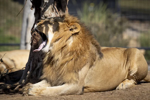 Ένα Αρσενικό Λιοντάρι Που Αναπαύεται Και Χασμουριέται Στον Ήλιο — Φωτογραφία Αρχείου