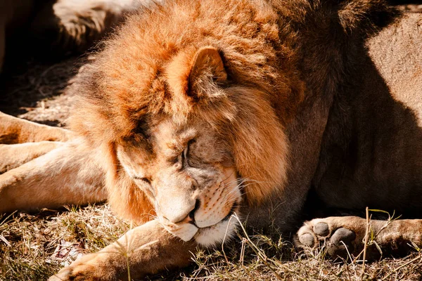 Een Mannelijke Leeuw Die Zon Slaapt — Stockfoto