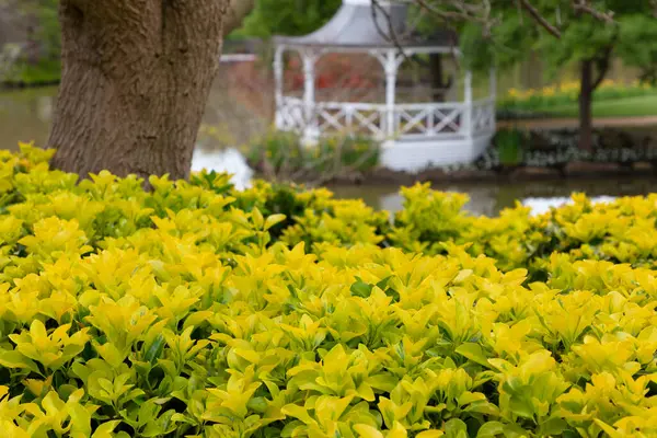 Une Pagode Blanche Entourée Arbres Fleurs Sur Grand Étang Jardin — Photo