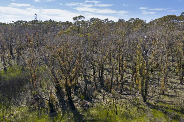 오스트레일리아의 뉴사우스웨일스주에 산맥에서 산불이 일어난 — 스톡 사진