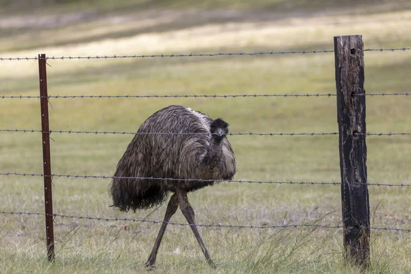 An Australian Emu walking along a barbed wire fence in the outback in regional Australia