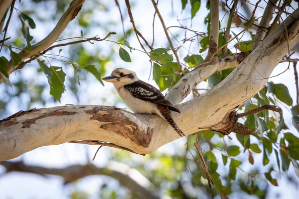 Ένα Πουλί Kookaburra Κάθεται Ένα Κλαδί Ένα Δέντρο Στον Ήλιο — Φωτογραφία Αρχείου