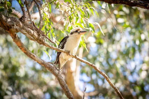 Ένα Πουλί Kookaburra Κάθεται Ένα Κλαδί Ένα Δέντρο Στον Ήλιο — Φωτογραφία Αρχείου