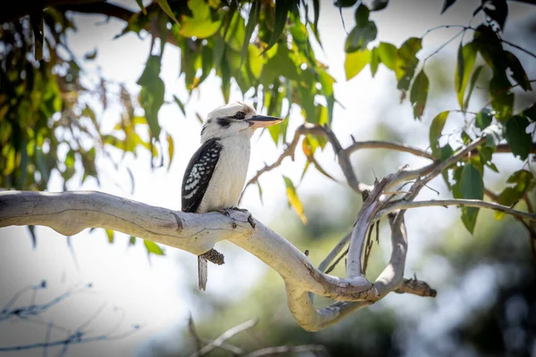 Ένα Πουλί Kookaburra Κάθεται Ένα Κλαδί Ένα Δέντρο Στον Ήλιο — Φωτογραφία Αρχείου