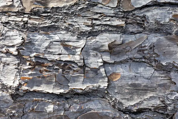 Закрыть Кору Старом Упавшем Дереве Солнечную Погоду Региональной Австралии — стоковое фото