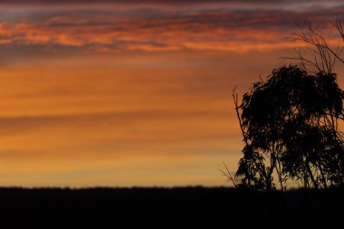 Avustralya 'nın Yeni Güney Galler bölgesindeki Mavi Dağlar' daki orman ateşi dumanından kaynaklanan canlı bir gün batımı.