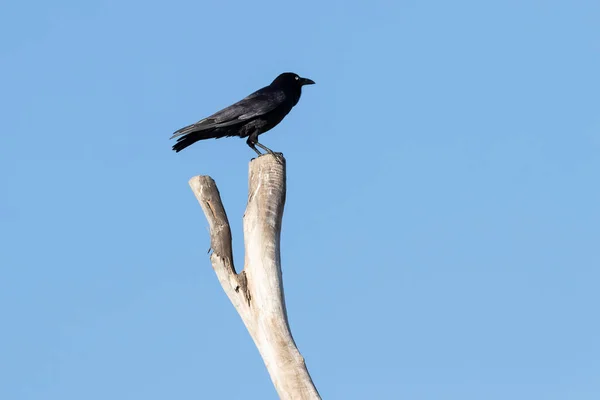 Черная Ворона Стоящая Ветке Мертвого Дерева Голубом Фоне Неба — стоковое фото