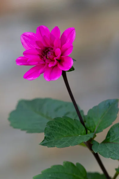 줄기와 잎으로 분홍빛 — 스톡 사진