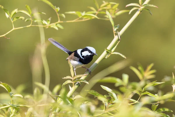 Blå Ansikte Hane Superb Fairy Wren Sitter Grön Gren — Stockfoto