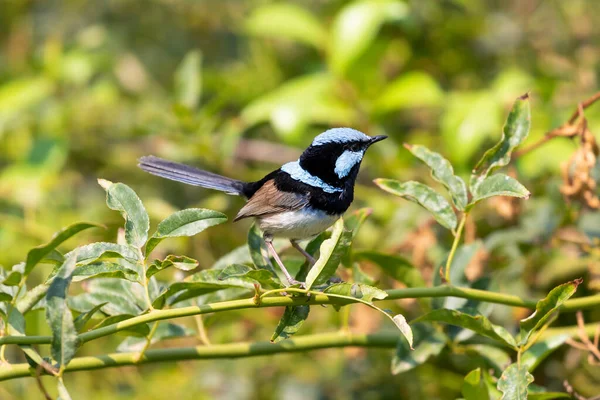 Muž Modrou Tváří Superb Fairy Wren Sedící Zelené Větvi — Stock fotografie