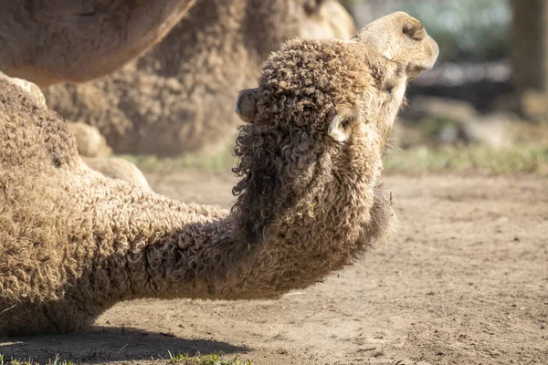 Μια Καφέ Καμήλα Ξαπλωμένη Στο Έδαφος Στο Χώμα — Φωτογραφία Αρχείου