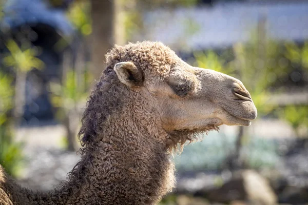 Brown Camel Profile Looking Distance — Stock Photo, Image