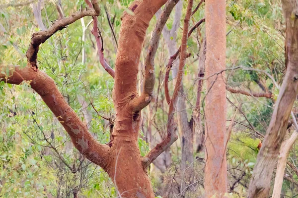 Hnědý Kmen Stromu Větve Zeleném Lese — Stock fotografie