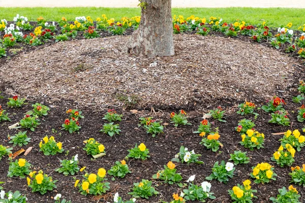 Colorido Arreglo Flores Alrededor Base Gran Árbol Con Macetas Bancos — Foto de Stock