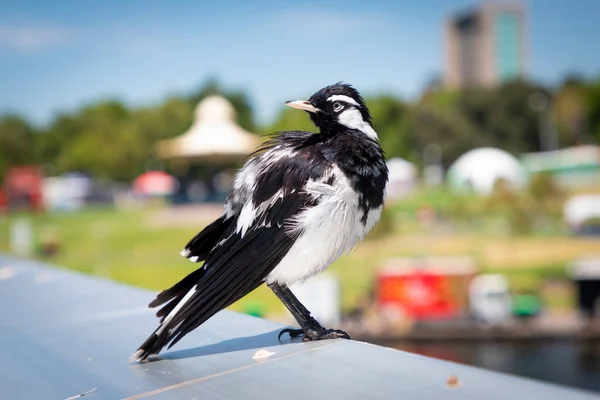 Pássaro Magpie Preto Branco Sentado Trilho Mão Alumínio Sol — Fotografia de Stock