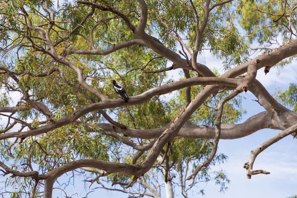A Magpie sitting in a gum tree with green leaves and brown branches with blue sky