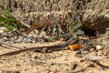 Avustralya 'nın Yeni Güney Galler bölgesinde Mavi Dağlar' da gün ışığında duran küçük kahverengi bir kertenkele.