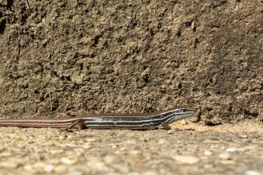 Avustralya 'nın Yeni Güney Galler bölgesinde Mavi Dağlar' da gün ışığında duran küçük kahverengi bir kertenkele.