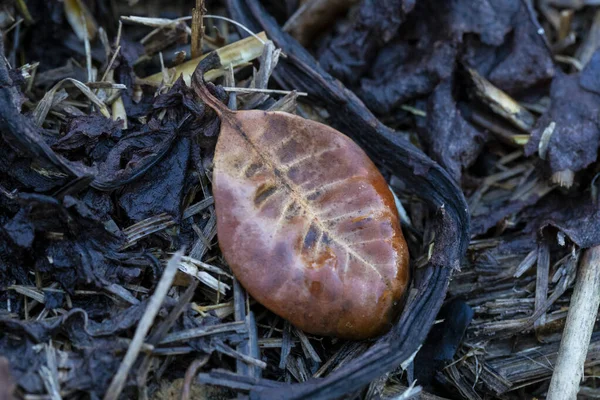 Uma Pequena Licença Marrom Deitada Chão Jardim — Fotografia de Stock