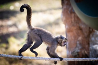 Bir Tufted Capuchin maymunu gün ışığında ipte yürüyor.